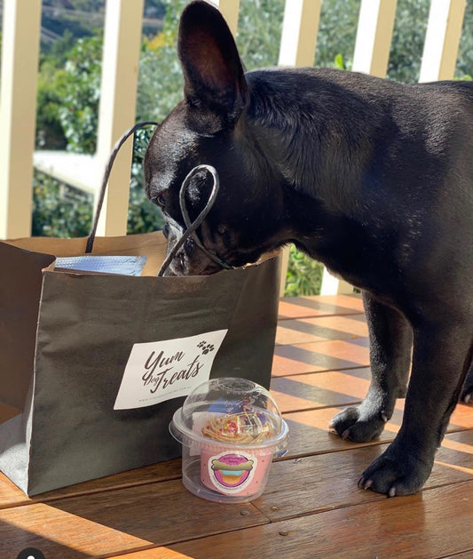 small boston terrier looking at yum dog treat sample bag