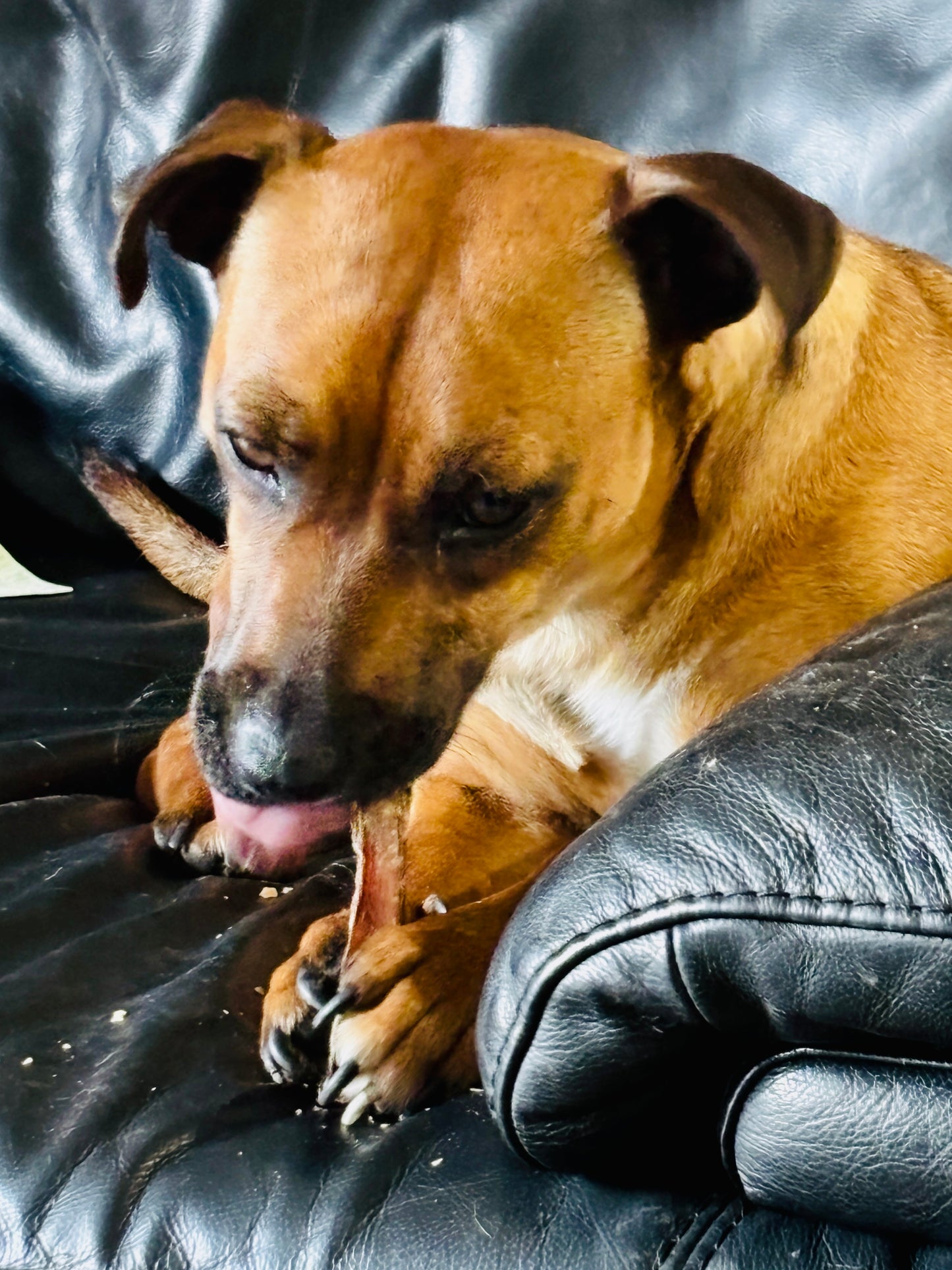 Chicken & Beef Pup Pops